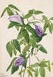Pois papillon Clitoria mariana - Mary Vaux Walcott — vista dell’opera