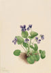 Violette papillon Viola papilionacea - Mary Vaux Walcott — vista dell’opera