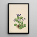 Violette papillon Viola papilionacea - Mary Vaux Walcott — quadro incorniciato alla parete