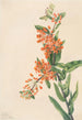 Asclépiade tubéreuse Ascelpias tuberosa - Mary Vaux Walcott — vista dell’opera
