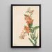 Asclépiade tubéreuse Ascelpias tuberosa - Mary Vaux Walcott — quadro incorniciato alla parete