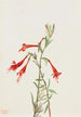 Fuchsia della California Zauschneria californica - Mary Vaux Walcott — vista dell’opera
