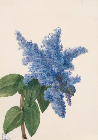 Mary Vaux Walcott - California Lilac Ceanothus thyrsiflorus.webp