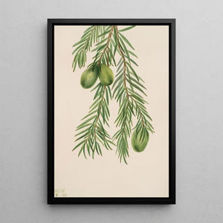 Mary Vaux Walcott - California Nutmeg Tumion californicum.webp