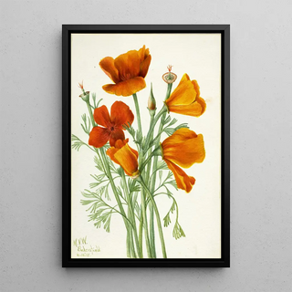 Mary Vaux Walcott - California Poppy Eschscholtzia californica.webp