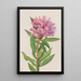 Rhododendron de Californie Rhododendron californicum - Mary Vaux Walcott — quadro incorniciato alla parete