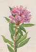 Rhododendron de Californie Rhododendron californicum - Mary Vaux Walcott — vista dell’opera