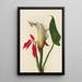 Arum - Mary Vaux Walcott — quadro incorniciato alla parete