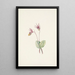 Calypso Cytherea bulbosa - Mary Vaux Walcott — quadro incorniciato alla parete