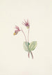 Calypso Cytherea bulbosa - Mary Vaux Walcott — vista dell’opera