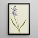 Camas Quamasia quamash - Mary Vaux Walcott — quadro incorniciato alla parete
