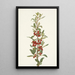 Shepherdie du Canada Lepargyrea canadensis - Mary Vaux Walcott — quadro incorniciato alla parete