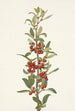 Shepherdie du Canada Lepargyrea canadensis - Mary Vaux Walcott — vista dell’opera