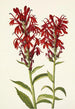 Lobélie écarlate Lobelia cardinalis - Mary Vaux Walcott | Reproduction — vista dell’opera