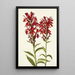 Lobélie écarlate Lobelia cardinalis - Mary Vaux Walcott | Reproduction — quadro incorniciato alla parete