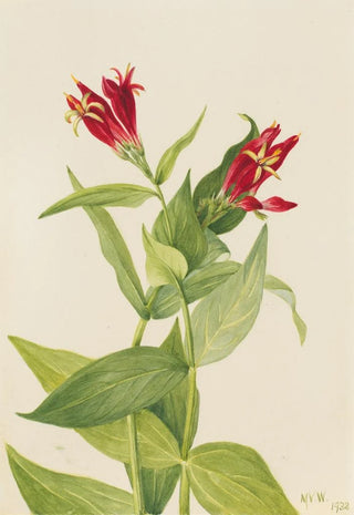 Mary Vaux Walcott - Carolina Pink Spigelia marylandica.webp