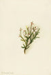 Cassiope mertensiana - Mary Vaux Walcott — vista dell’opera