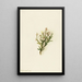 Cassiope mertensiana - Mary Vaux Walcott — quadro incorniciato alla parete