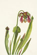 Sarracénie di Catesby Sarracenia catesbaei - Mary Vaux Walcott — vista dell’opera