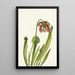 Sarracénie di Catesby Sarracenia catesbaei - Mary Vaux Walcott — quadro incorniciato alla parete