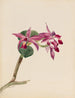 Cattleya fier - Mary Vaux Walcott — vista dell’opera