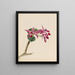 Cattleya fier - Mary Vaux Walcott — quadro incorniciato alla parete