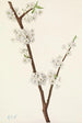 Prunier Chickasaw Prunus angustifolia - Mary Vaux Walcott — vista dell’opera