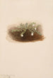 Chiogenes hispidula - Mary Vaux Walcott — vista dell’opera