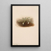 Chiogenes hispidula - Mary Vaux Walcott — quadro incorniciato alla parete
