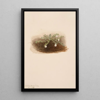 Mary Vaux Walcott - Chiogenes hispidula.webp