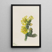 Cholla Opuntia whipplei - Mary Vaux Walcott — quadro incorniciato alla parete