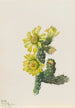 Cholla Opuntia whipplei - Mary Vaux Walcott — vista dell’opera