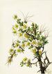 Cliffrose Cowania stanshuriana - Mary Vaux Walcott — vista dell’opera