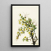 Cliffrose Cowania stanshuriana - Mary Vaux Walcott — quadro incorniciato alla parete