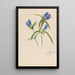 Gentiane fermée Gentiana andrewskii - Mary Vaux Walcott — quadro incorniciato alla parete