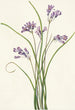 Clusterlily Hookera pauciflora - Mary Vaux Walcott — vista dell’opera