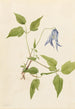 Clématite de Columbia Clematis columbiana - Mary Vaux Walcott — vista dell’opera