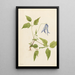Clématite de Columbia Clematis columbiana - Mary Vaux Walcott — quadro incorniciato alla parete