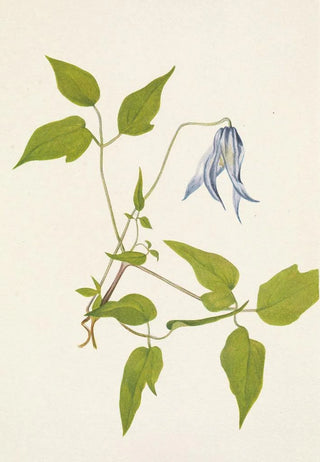 Mary Vaux Walcott - Columbia Clematis flower Clematis columbiana.webp