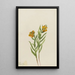 Lys de Columbia Lilium columbianum - Mary Vaux Walcott — quadro incorniciato alla parete