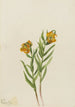 Lys de Columbia Lilium columbianum - Mary Vaux Walcott — vista dell’opera