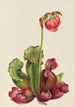 Sarracénie pourpre commune Sarracenia purpurea venosa - Mary Vaux Walcott — vista dell’opera