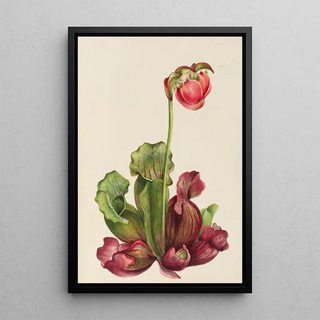 Mary Vaux Walcott - Common Pitcherplant Sarracenia purpurea venosa.webp