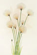 Linaigrette Eriophorum chamissonis - Mary Vaux Walcott — vista dell’opera