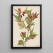 Viorne Cranberry Viburnum pauciflorum - Mary Vaux Walcott — quadro incorniciato alla parete