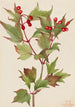 Viorne Cranberry Viburnum pauciflorum - Mary Vaux Walcott — vista dell’opera