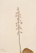 Orchis Tipularia uniflora - Mary Vaux Walcott — vista dell’opera