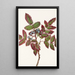 Berberis rampant Berberis repens - Mary Vaux Walcott — quadro incorniciato alla parete