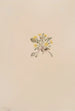 Crepis elegans - Mary Vaux Walcott — vista dell’opera