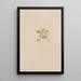 Crepis elegans - Mary Vaux Walcott — quadro incorniciato alla parete